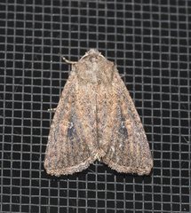 Dasygaster padockina