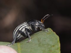 Psapharus ruficornis