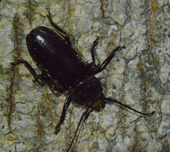 Mallodon dasystomus