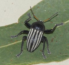 Psapharus ruficornis