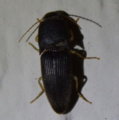 Heteroderes amplicollis