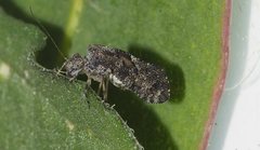 Myopsocus