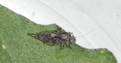 Myopsocus