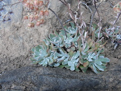 Sedum albomarginatum