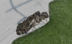 Myopsocus