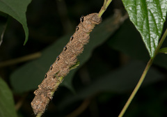 Lebeda nobilis