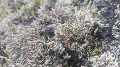 Stereocaulon vulcani