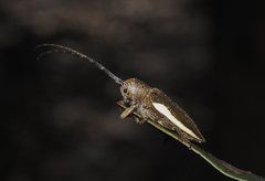 Rhytiphora decipiens