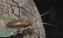 Rhytiphora decipiens