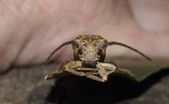 Rhytiphora decipiens