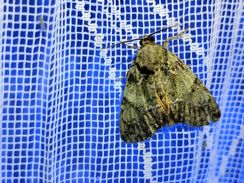 Guernsey Underwing, Barnag, 8291 Maďarsko, photo 8 of 10