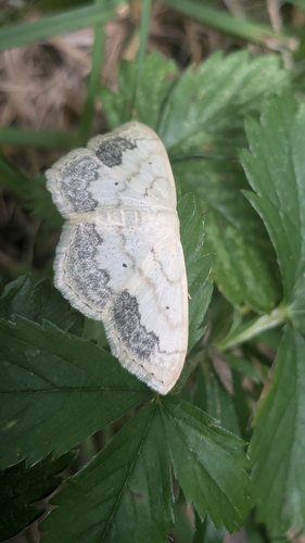 Large Lace-border Moth photo 6