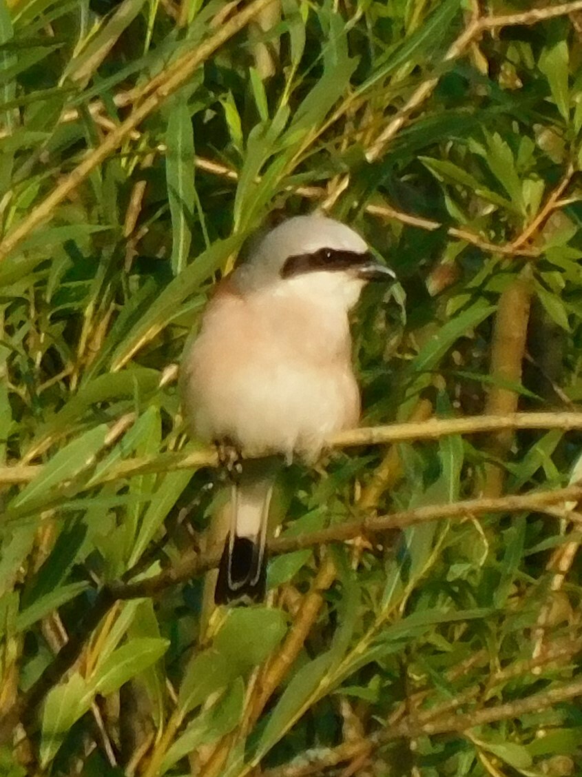 Red-backed Shrike