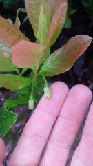 Vaccinium calycinum