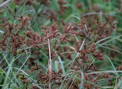 Cyperus imbricatus