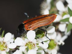 Castiarina rufipennis