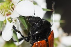 Castiarina rufipennis