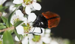 Castiarina rufipennis