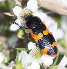 Castiarina bremei
