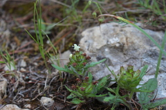 Prunella laciniata