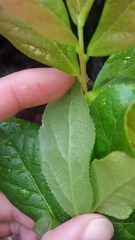 Vaccinium calycinum
