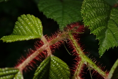 Rubus wallichianus