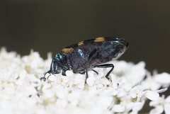 Castiarina rectifasciata