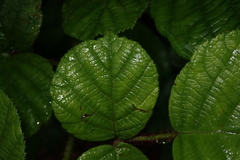 Rubus wallichianus