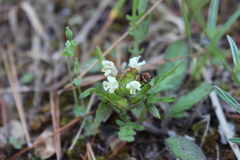 Prunella laciniata