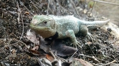 Stenocercus trachycephalus