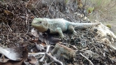 Stenocercus trachycephalus