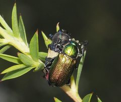 Castiarina bella