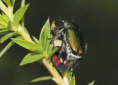 Castiarina bella