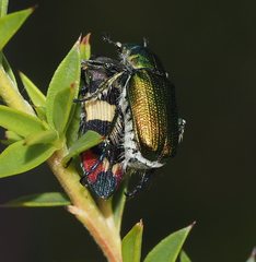 Castiarina bella