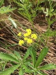 Lomatium bradshawii