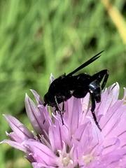 Chalcosyrphus chalybeus