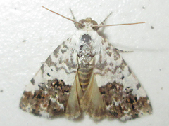 Acontia psaliphora
