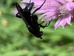 Chalcosyrphus chalybeus