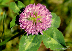 Trifolium pratense