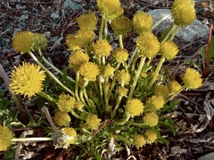 Taraxacum — photo 3