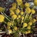 Taraxacum — photo 3
