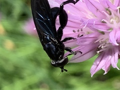 Chalcosyrphus chalybeus