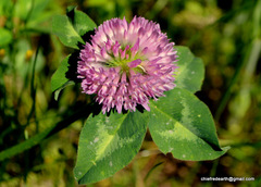 Trifolium pratense