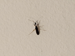 Myodocha serripes