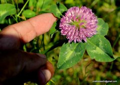 Trifolium pratense