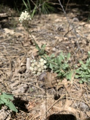 Valeriana californica