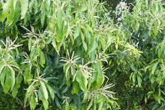 Lithocarpus hancei