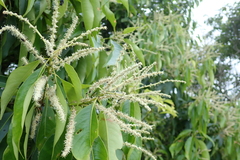 Lithocarpus hancei