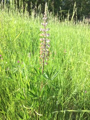 Lupinus oreganus