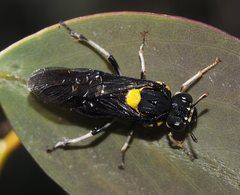 Pergagrapta bicolor
